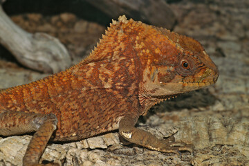 Close up of a helmeted iguana or helmeted basilisk ( Corytophanes )