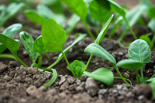 Young fresh organic spinach plants  in a greenhouse - selective focus
