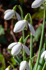 Snowdrop galanthus 'S Arnott' an early winter spring flowering  bulbous plant with a white springtime flower which opens in January and February, stock photo image