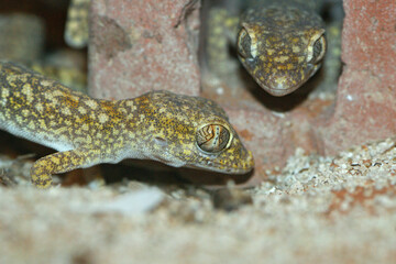 Two green colored short fingered gecko's ,Stenodactylus, looking at a possible prey