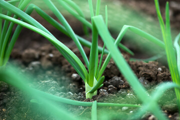 Close-up of organic onion plants growng in a greenhouse - selective focus
