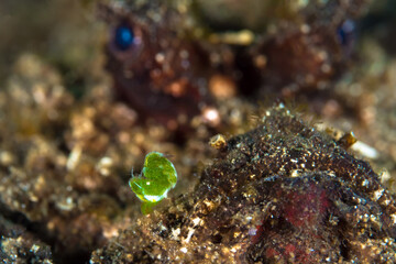Green algae shrimp on coral reef 