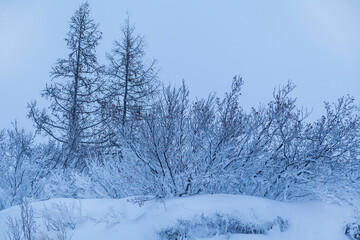 Beautiful winter landscape, frost on the branches of trees, the first snow,