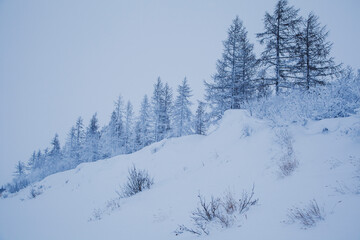 Naklejka premium Beautiful winter landscape, frost on the branches of trees, the first snow,