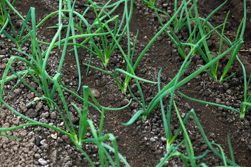 Close-up of organic onion plants growng in a greenhouse - selective focus