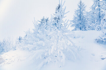 Beautiful winter landscape, frost on the branches of trees, the first snow,