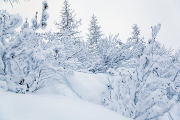 Fototapeta na wymiar Beautiful winter landscape, frost on the branches of trees, the first snow,