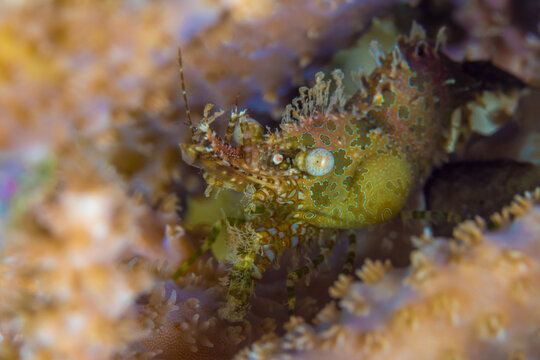 Marble shrimp hiding in coral reef - Saron marmoratus