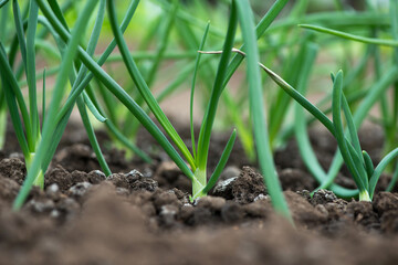 Close-up of organic onion plants growng in a greenhouse - selective focus