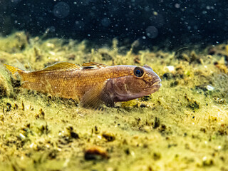 Closeup view at the small neogobius fluviatilis with black eyes nestled on the sand under water at the bottom of the Danube river with dark background