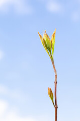 Blue sky and fresh tree twig