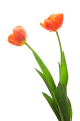 オレンジ色のチューリップ
