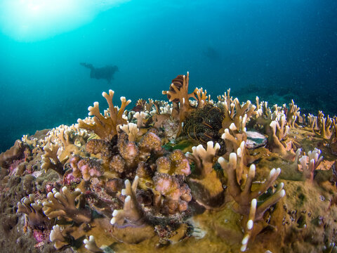 Fire coral and cauliflower coral (Mergui archipelago, Myanmar)