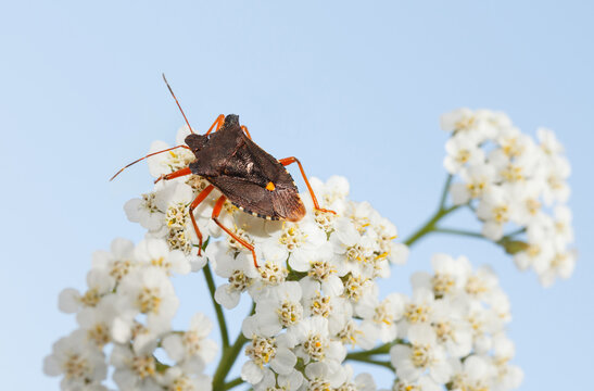 Red-legged shield-bug on milfoil