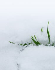 Green grass in the snow. White background with copy space. The coming of spring