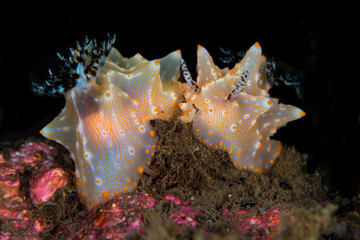 Colorful nudibranch crawling on coral reef 