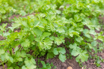Young organic parsley grows in the garden.