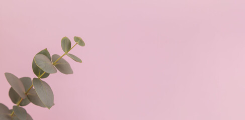 Close-up of a branch of eucalyptus on a pink background. Place for an inscription. Wallpaper. Eucalyptus. Background. Opening