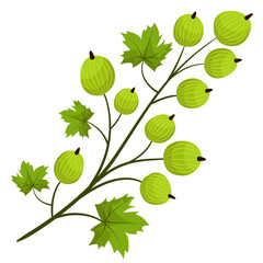 Gooseberry branch for packaging, posters, banners. Vector illustration.