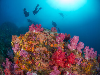 Colorful corals and scuba divers (Mergui archipelago, Myanmar)