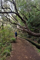 Levada Walk Hike to the 25 Fontes in Madeira, Portugal. Man walking in front