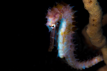 Pink thorny seahorse - Hippocampus histrix