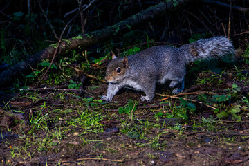 Grey Squirrel