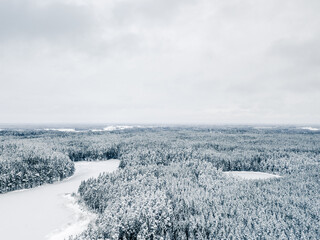 Grey Sky Over Snow Covered Forest in Winter