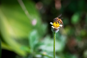 honey bee pollinating a flower