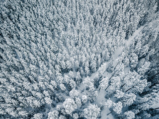 Fresh Snow Covering Tree Tops - Aerial Drone Photo