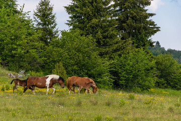 horses in the meadow