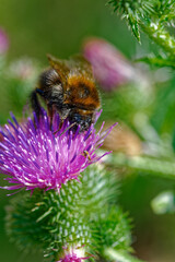 Hummel auf Distelblüte