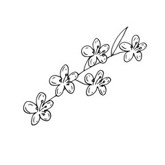 Almond twig, flowers and leaves, vector doodle illustration