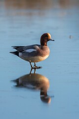 Eurasian Wigeon, Mareca penelope male on ice