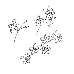 Set of almond blossom twigs, flowers and leaves, vector doodle illustration