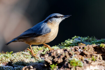 Eurasian nuthatch or wood nuthatch (Sitta europaea) perched on a log with moss on a dark out of focus background
