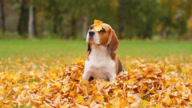 Dog demonstrate patience trick, sit with autumn leaves on head, hold nose still. Portrait shot of docile beagle, standing in heap of fallen leaves.