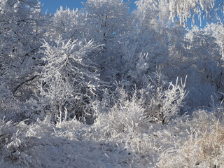 winter forest with trees covered snow.beautiful winter Sunny day