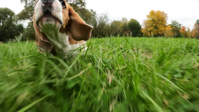 Beagle run after moving camera, try to catch it, slow motion shot. Hilarious dog rush at green field, slow motion shot, drop ears fly in air. After few attempts he touch target