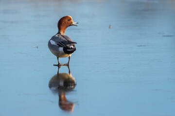 Eurasian Wigeon, Mareca penelope male on ice