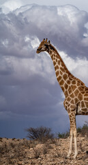 Giraffe in der Kalahari.