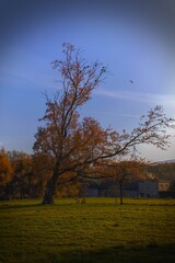 samotne drzewo  © Rafal Kopec Photo 