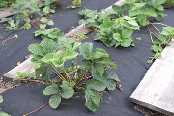 bed of strawberries in the garden. Growing strawberries in rows. plants growing on black spunbond,...