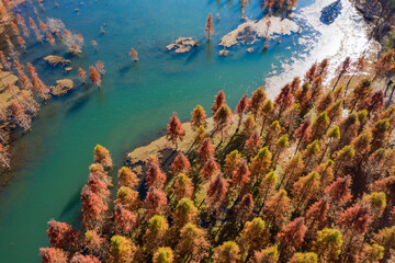 Fototapeta na wymiar red wood trees in lake