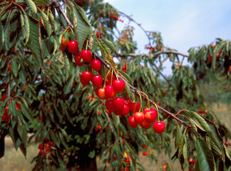 Red Cherries at a tree in Apt, France