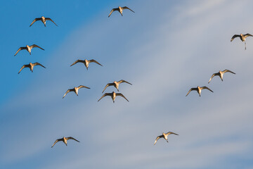 Black-tailed Godwit, Limosa limosa in the flight in environment