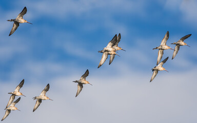 Black-tailed Godwit, Limosa limosa in the flight in environment