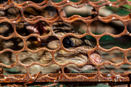 Brown Rat in a cage
