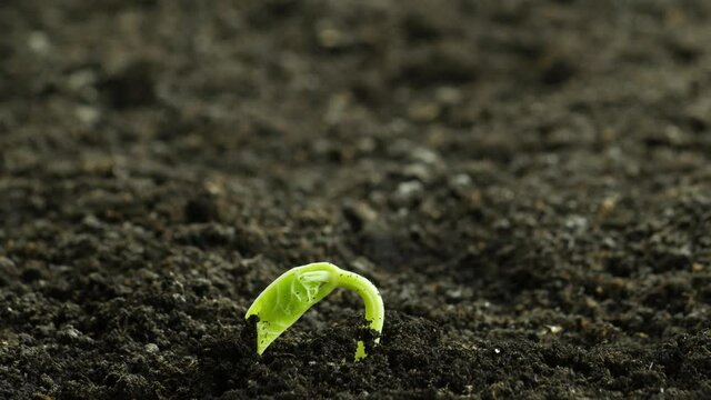 Growing plant in spring time lapse, sprouts germination newborn plant from Bean seed. Greenhouse agriculture Timelapse.