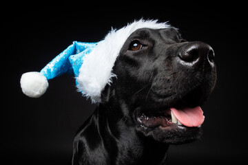 Portrait of a Labrador Retriever dog in a Santa hat, isolated on a black background.